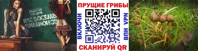 Купить где  Орёл  Галлюциногенные грибы ЛСД 